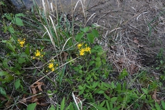 Packera paupercula paupercula