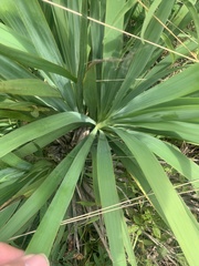 Yucca carrii
