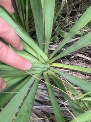 Yucca carrii
