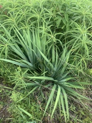 Yucca carrii
