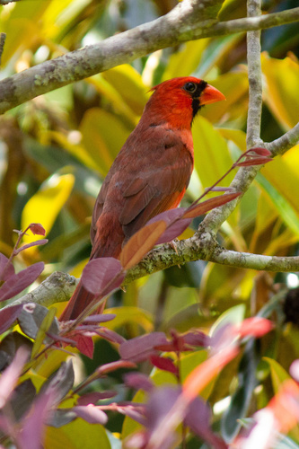 Northern Cardinal photographed in Mississippi