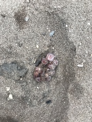 Megabalanus tintinnabulum