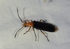 Neopyrochroa