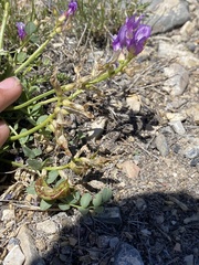 Astragalus beckwithii