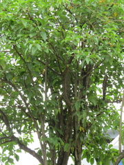 Acnistus arborescens image