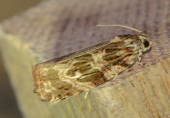 Phaecasiophora