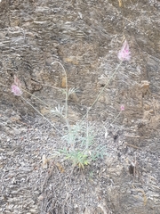 Ebenus pinnata image