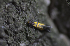 Schiffermuelleria schaefferella
