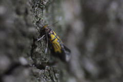 Schiffermuelleria schaefferella