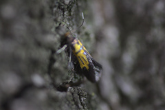 Schiffermuelleria schaefferella
