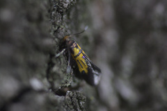 Schiffermuelleria schaefferella