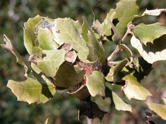 Automeris larra