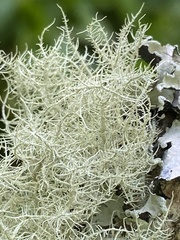 Usnea articulata