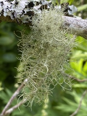 Usnea articulata