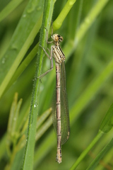 Platycnemis pennipes