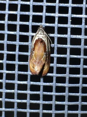 Zomaria interruptolineana