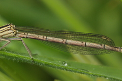Platycnemis pennipes