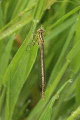 Platycnemis pennipes