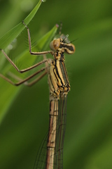 Platycnemis pennipes