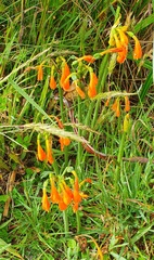 Stenomesson aurantiacum