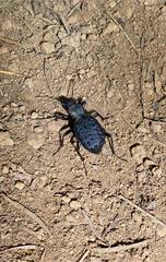 Cychrus tuberculatus