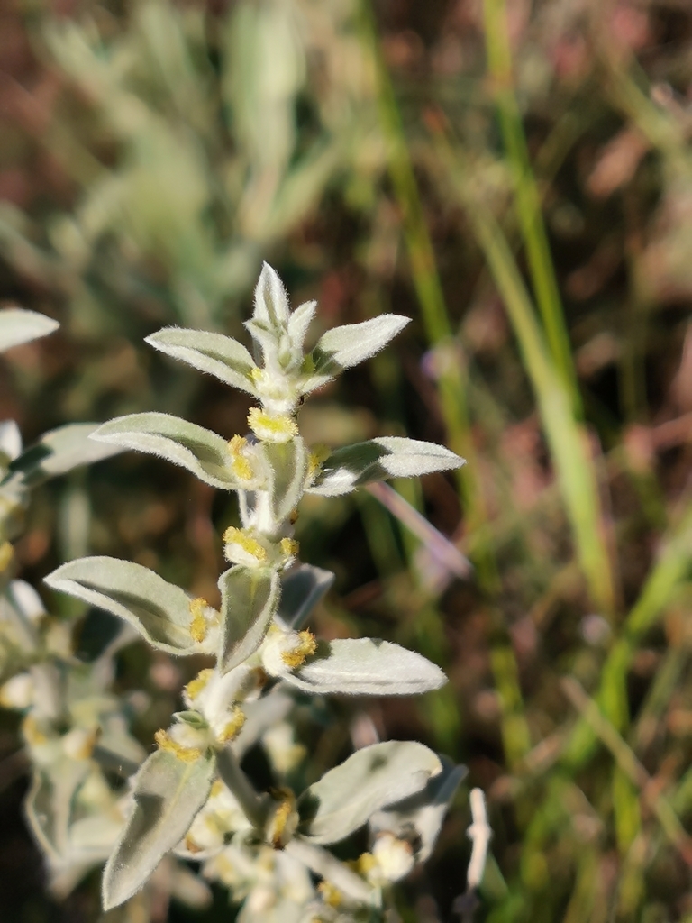 Mercurialis tomentosa (Mercurialis tomentosa)