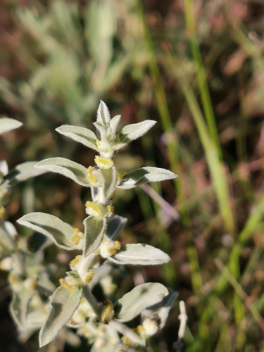 Mercurialis tomentosa (Mercurialis tomentosa)