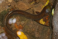 Anguilla megastoma