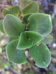 Coprosma serrulata
