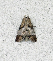 Dasylophia thyatiroides