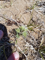 Dalea villosa villosa