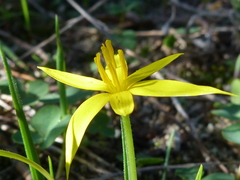 Pauridia serrata serrata