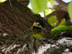 Colaptes melanochloros