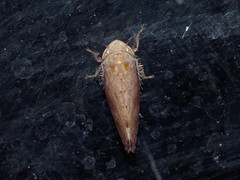 Fieberiella pulcherrima