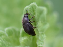 Brachypterolus
