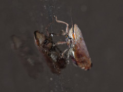 Fieberiella pulcherrima