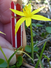 Pauridia serrata serrata