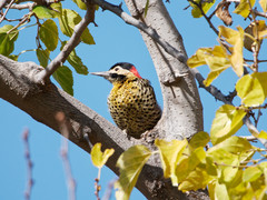 Colaptes melanochloros