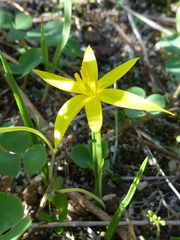 Pauridia serrata serrata