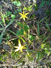 Pauridia serrata serrata