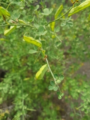 Calicotome spinosa