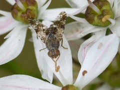 Tephritis vespertina