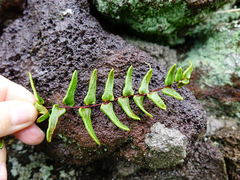 Pellaea calidirupium