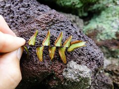 Pellaea calidirupium