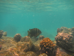 Abudefduf septemfasciatus