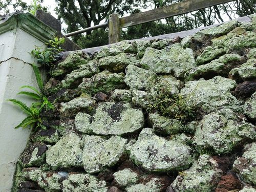 Image of Pellaea calidirupium by (c) Jacqui Geux, some rights reserved (CC BY)
