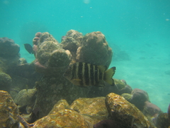 Abudefduf septemfasciatus