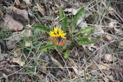 Euphydryas anicia hermosa