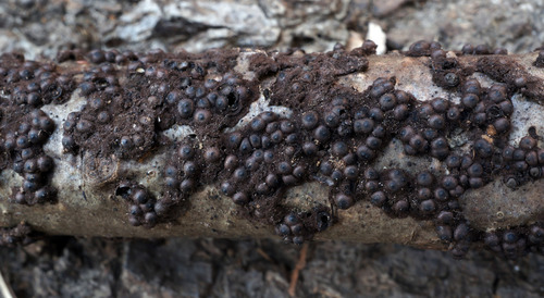 Rosellinia corticium image