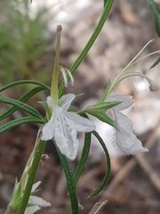 Teucrium pseudochamaepitys image